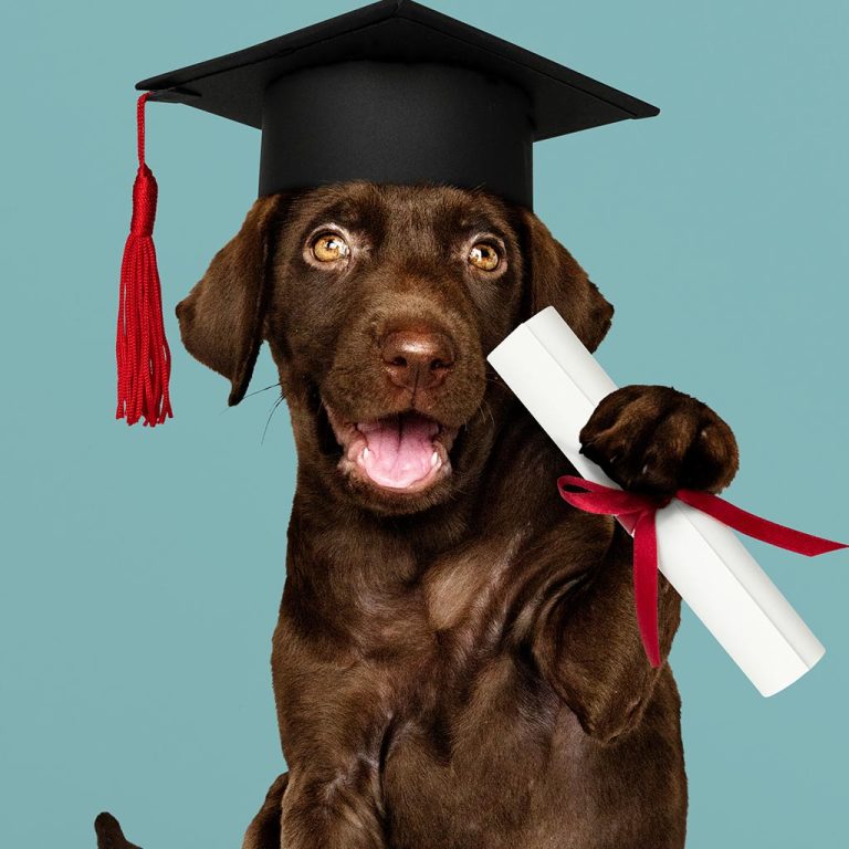 laurea-online-consulente-cinotecnico